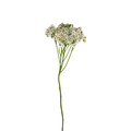 Yarrow White (10 Stems)