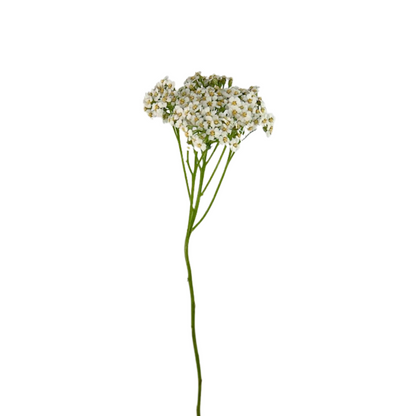 Yarrow White (10 stem bunch)