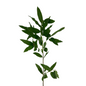 Bayleaf (10 stem bunch)