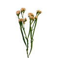 Statice Apricot (10 Stems)