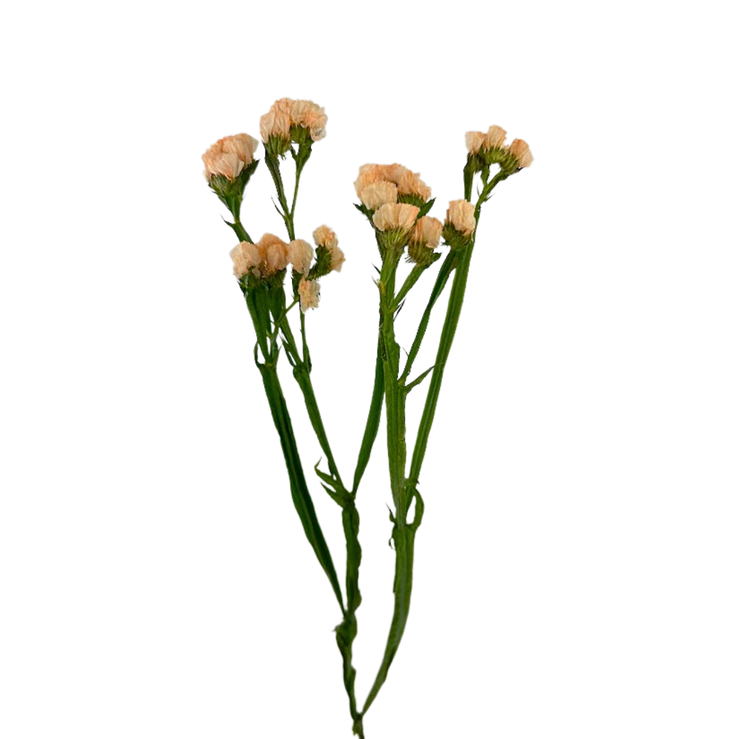 Statice Apricot (10 Stems)
