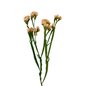 STATICE APRICOT (10 STEM BUNCH)