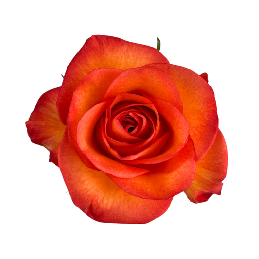 Rose Orange High And Magic