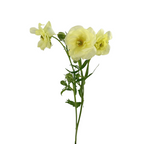 Ranunculus Butterfly Cream