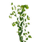 Bupleurum (10 Stems)