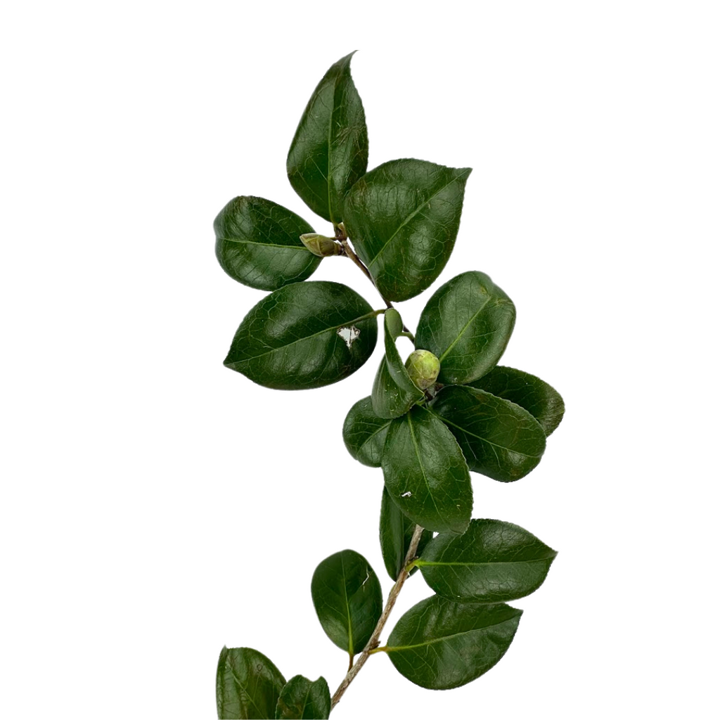 Camellia Foliage