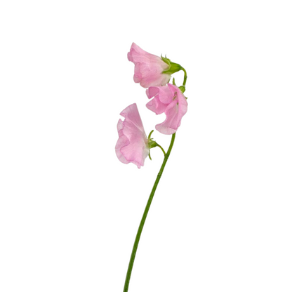 Sweet Pea Blush (10 stem bunch)