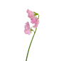 Sweet Pea Blush (10 stem bunch)