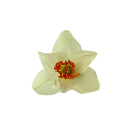 Daffodil White Bicolor (10 stem bunch)