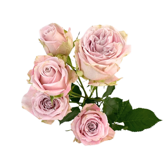 SPRAY ROSE PINK PORTRAIT (10 STEM BUNCH)