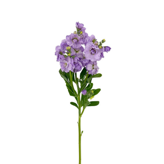 Stock Spray Lavender