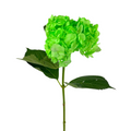 Hydrangea Tinted Lime Green