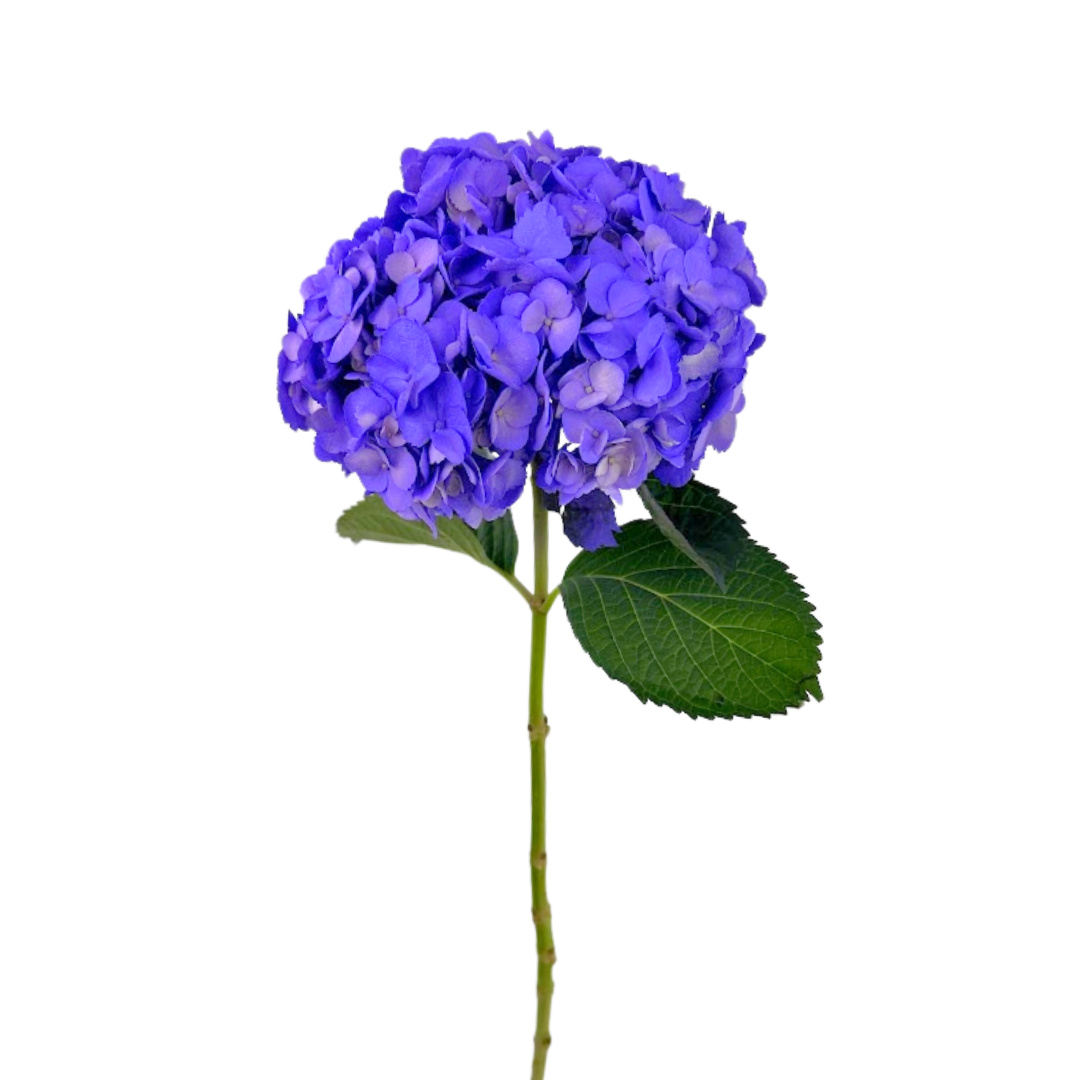 Hydrangeas Tinted Lavender