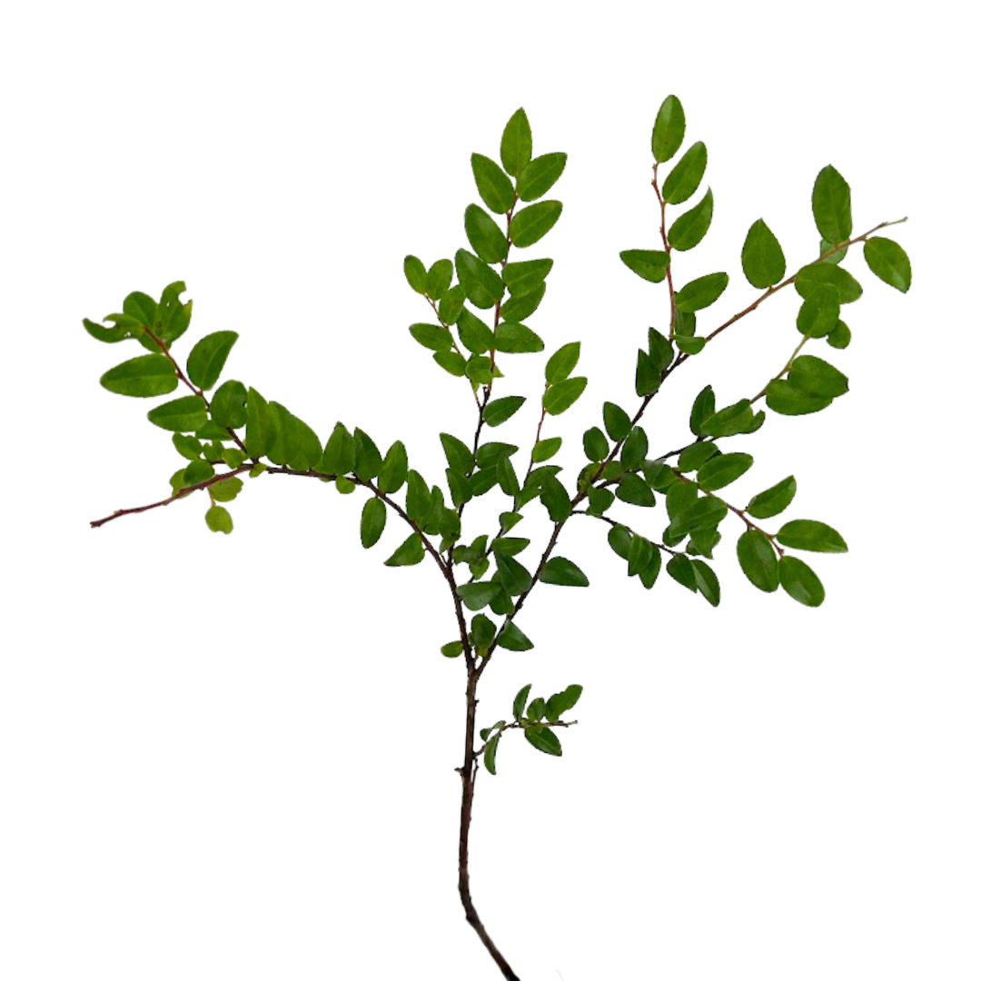 Huckleberry (10 Stems)