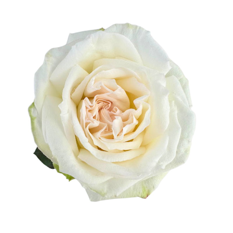ROSE BLLUSH O'HARA (25 STEM BUNCH)