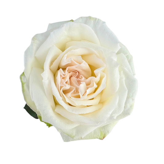 ROSE BLLUSH O'HARA (25 STEM BUNCH)