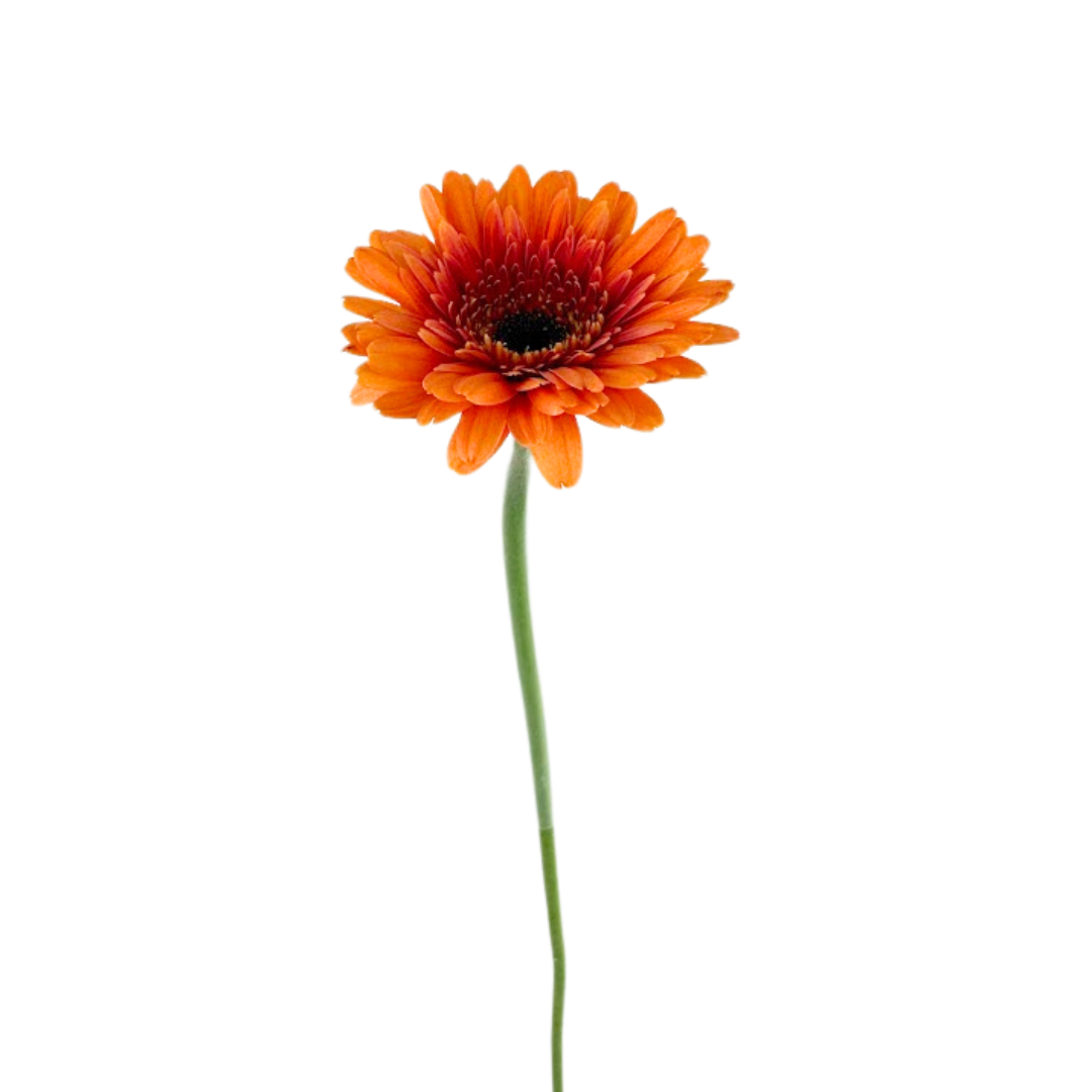 MINI GERBERA ORANGE (10 STEM BUNCH)