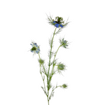 Nigella