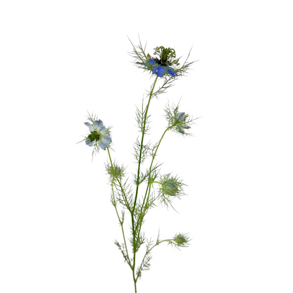 Nigella Blue (10 stem bunch)