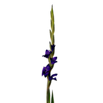 Gladiola Purple (10 stems)