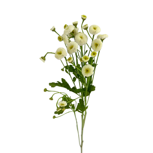 Feverfew Button