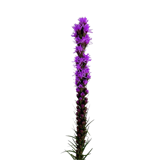 Liatris (10 stems)