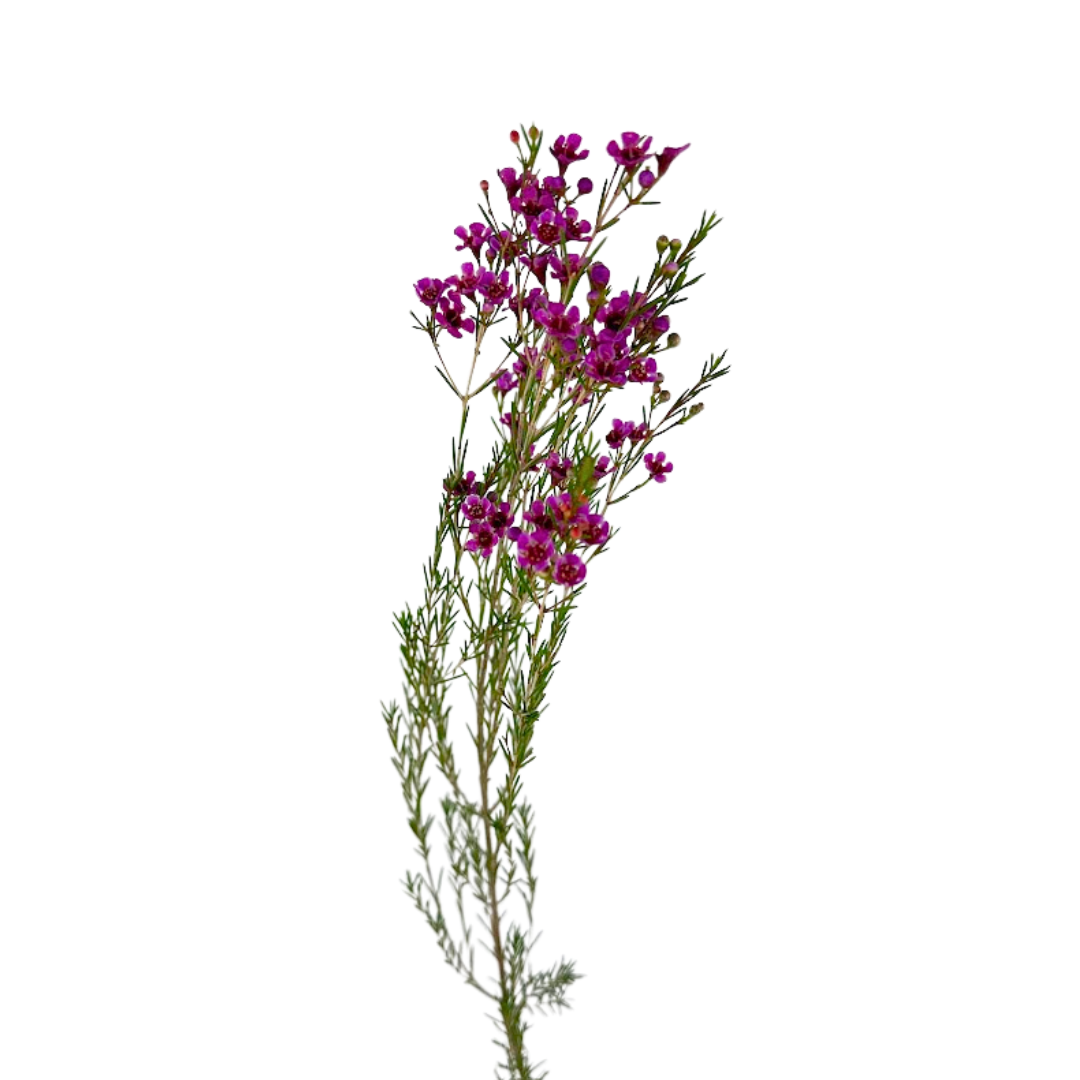 Waxflower Dark Pink (10 stems)