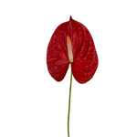 Anthurium Red (Stem)