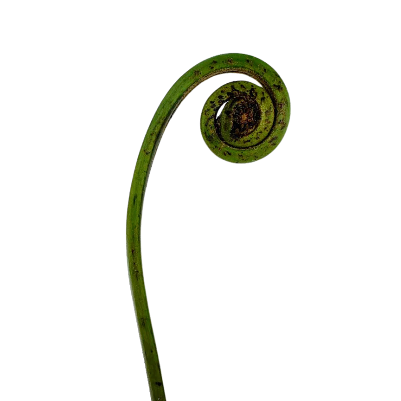 Fiddlehead Fern