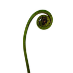 Fiddlehead Fern