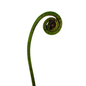 Fiddlehead Fern (10 stem bunch)