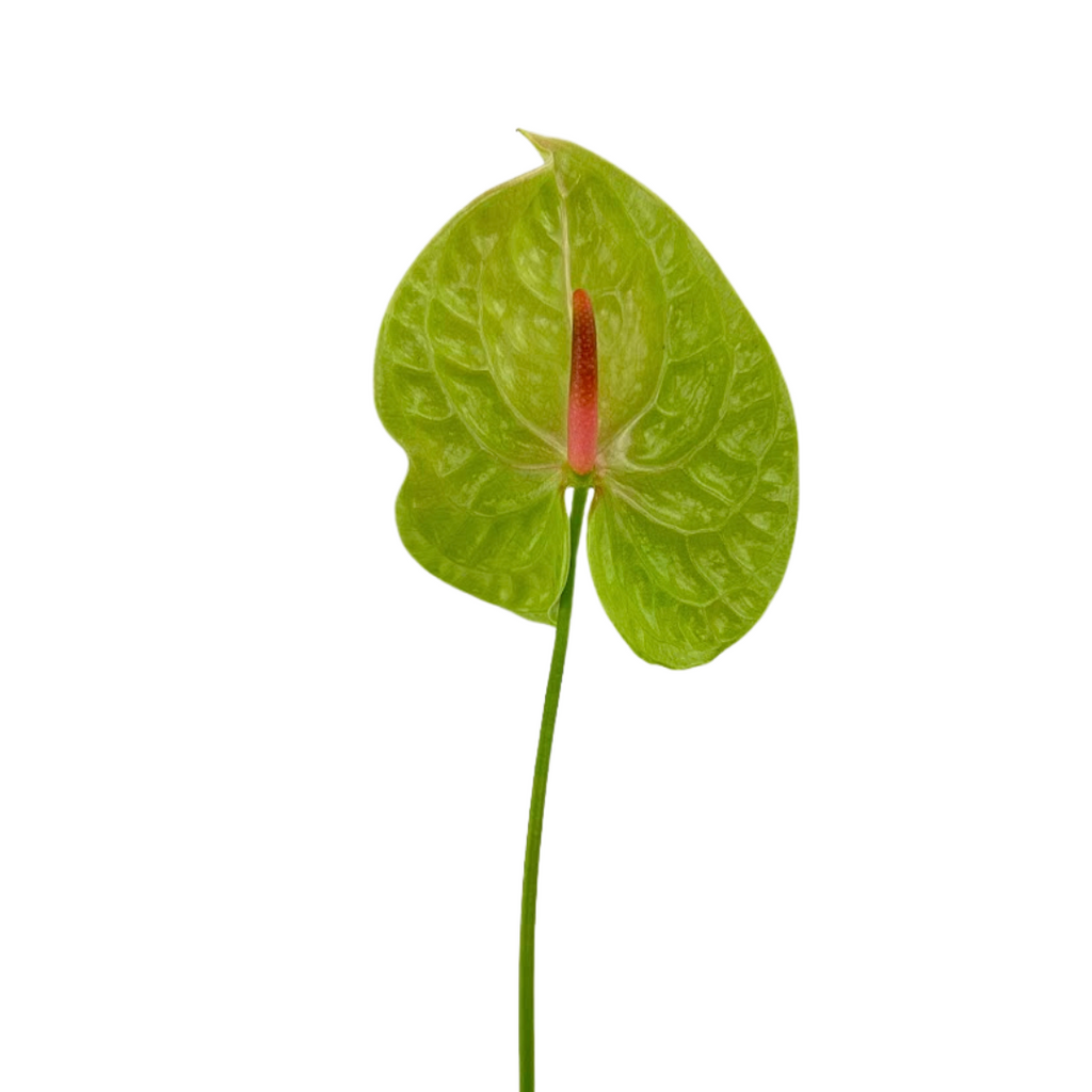 Anthurium Green (Stem)