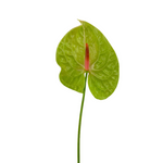 Anthurium Green (Stem)