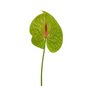 Anthurium, Green 15st/bu