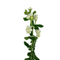 Tweedia White (10 stem bunch)
