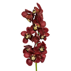 Orchid Cymbidium Brown (Stem)