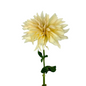 Dahlia Cream (5 stem bunch)