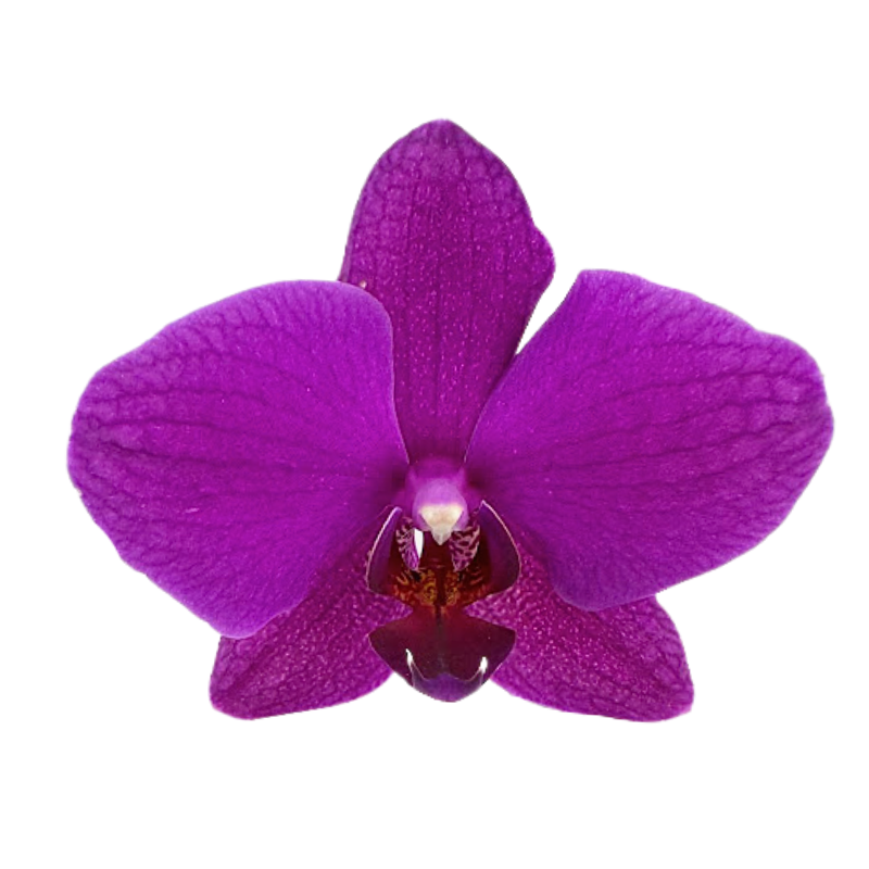 Orchid Phalaenopsis Plant Purple