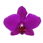 Orchid Phalaenopsis Plant Purple
