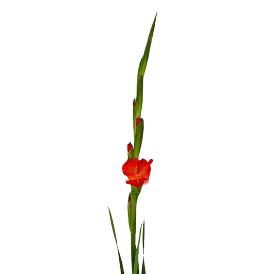 Gladiola Orange (10 stems)
