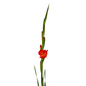Gladiola Orange (10 stem bunch)