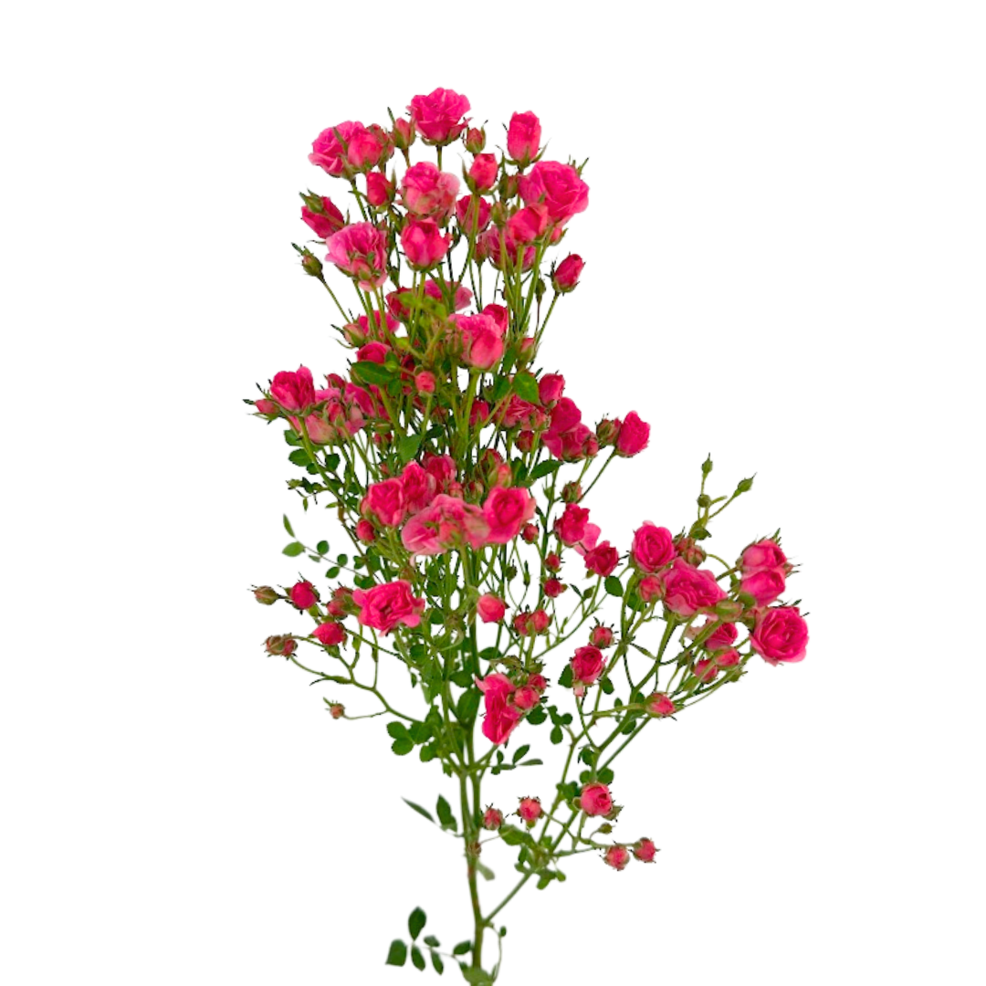 Spray Rose Mini Hot Pink (Box-60 stems)