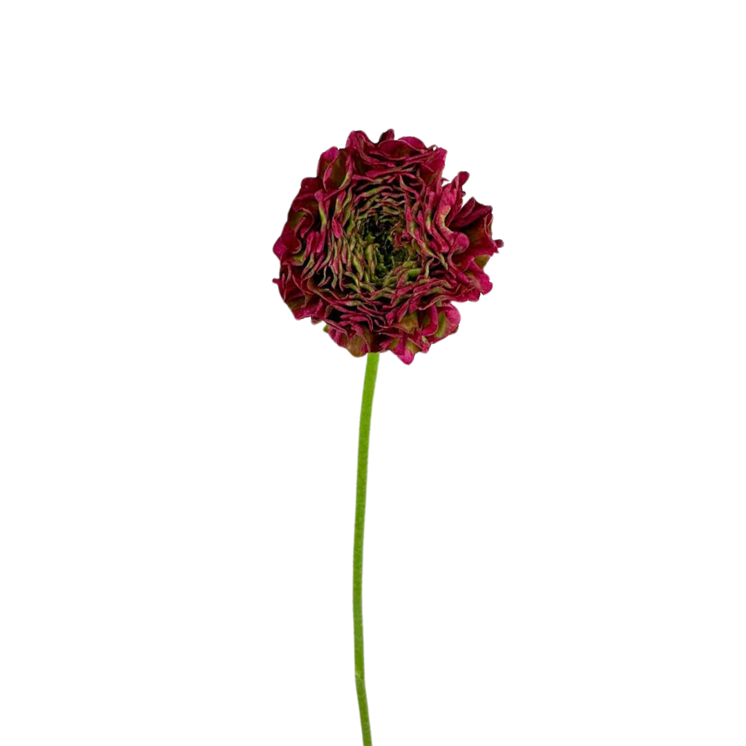 Ranunculus Pom Dragonfruit