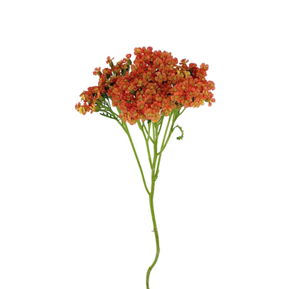 Yarrow Orange (10 stem bunch)