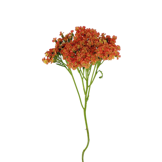 Yarrow Orange (10 stems)