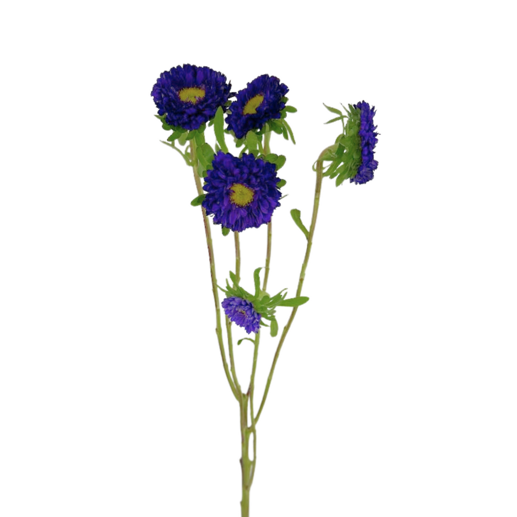 Matsumoto Purple (10 stems)