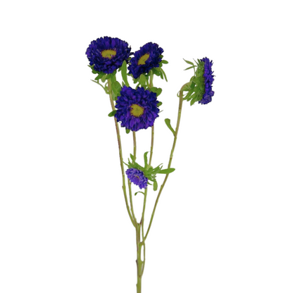 Matsumoto Purple (10 stem bunch)