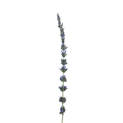 Lavender-Fresh (10 stem bunch)