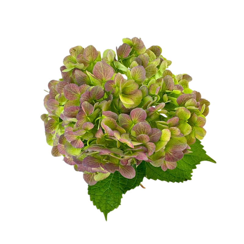 Hydrangea Antique Green (Single Stem)