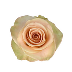 Rose Peach Tiffany (25 Stem Bunch)